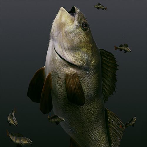 Fish Perch preview image